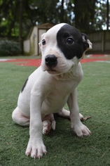Staffordshire Bull Terrier Dogs for adoption in Camp Hill, PA, USA