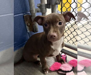 Mutt Dogs for adoption in Sterling, MA, USA