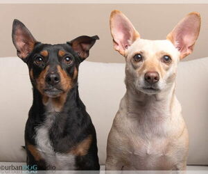 Doxie-Pin Dogs for adoption in Tampa, FL, USA
