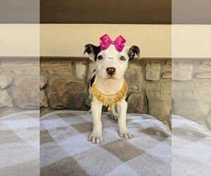 Chiweenie Dogs for adoption in Mt. Laurel, NJ, USA