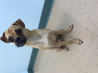 Puggle Dogs for adoption in Hernando, MS, USA