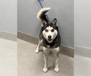 Siberian Husky-Unknown Mix Dogs for adoption in Las Vegas, NV, USA