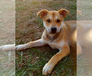 Shepradors Dogs for adoption in Montello, WI, USA