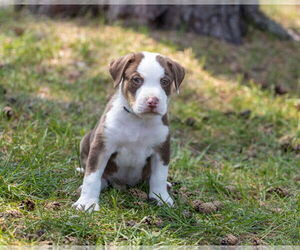 Staffordshire Bull Terrier-Unknown Mix Dogs for adoption in Brooklyn Center, MN, USA