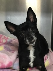 Medium Photo #1 Chihuahua Puppy For Sale in Albemarle, NC, USA