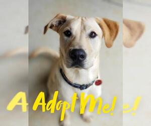 Golden Retriever-Unknown Mix Dogs for adoption in Nashville, TN, USA