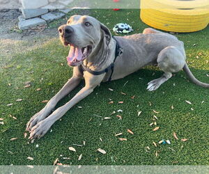 Great Dane Dogs for adoption in Bullard, TX, USA