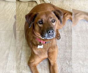 Mutt Dogs for adoption in San Diego, CA, USA