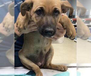 Labrador Retriever-Unknown Mix Dogs for adoption in Riverside, CA, USA