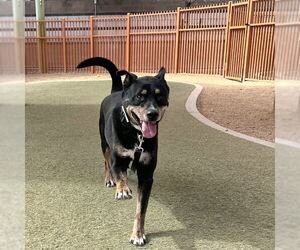 Labrador Retriever-Unknown Mix Dogs for adoption in Las Vegas, NV, USA