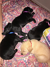 Medium Photo #1 Golden Retriever-Unknown Mix Puppy For Sale in Chantilly, VA, USA