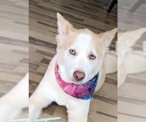 Australian Shepherd-Siberian Husky-Unknown Mix Dogs for adoption in Concord, NC, USA