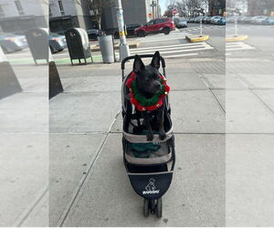 French Bullhuahua Dogs for adoption in Brewster, NY, USA