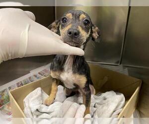 Chihuahua Dogs for adoption in Modesto, CA, USA