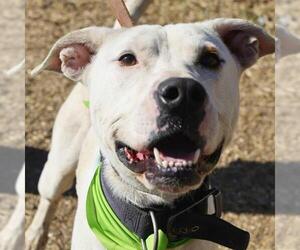 American Staffordshire Terrier-Unknown Mix Dogs for adoption in San Antonio, TX, USA