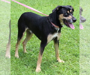 Huskies -Unknown Mix Dogs for adoption in Prattville, AL, USA