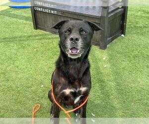 Labrador Retriever Dogs for adoption in Orange, CA, USA