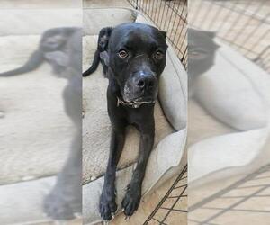 Labrador Retriever-Unknown Mix Dogs for adoption in San Antonio, TX, USA