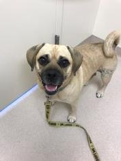 Puggle Dogs for adoption in Parma, OH, USA