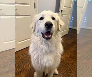 Great Pyrenees Dogs for adoption in Dallas, TX, USA