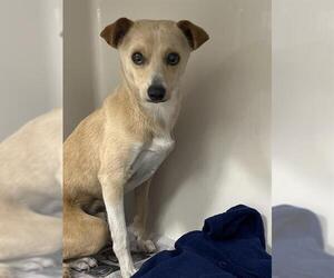 Mutt Dogs for adoption in Las Vegas, NV, USA