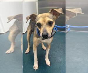 Mutt Dogs for adoption in Mobile, AL, USA