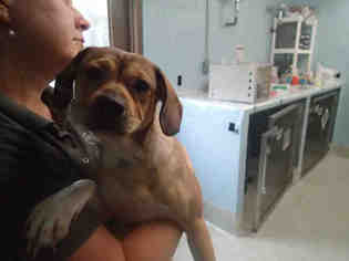 Puggle Dogs for adoption in Tallahassee, FL, USA