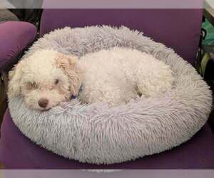 Poodle (Miniature)-Unknown Mix Dogs for adoption in Plymouth, MN, USA