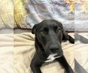 Border-Aussie Dogs for adoption in Corning, AR, USA