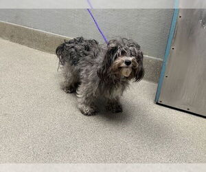 Chihuahua-Poodle (Toy) Mix Dogs for adoption in Las Vegas, NV, USA