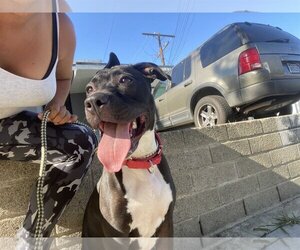 American Pit Bull Terrier-Unknown Mix Dogs for adoption in Inglewood, CA, USA