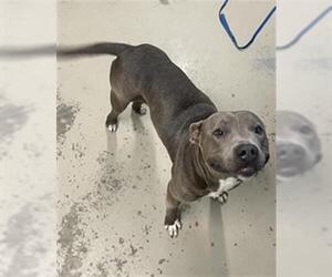American Pit Bull Terrier-Unknown Mix Dogs for adoption in Tallahassee, FL, USA