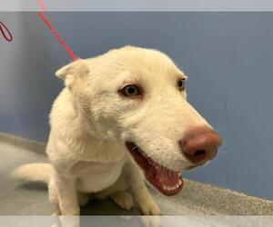 Siberian Husky Dogs for adoption in Orange, CA, USA