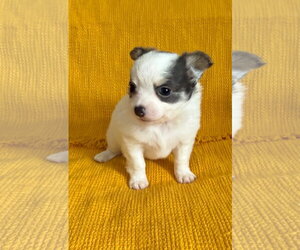 Chiranian Dogs for adoption in Grafton, WI, USA