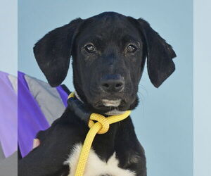 Boxador Dogs for adoption in Pasadena, CA, USA