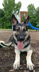 German Shepherd Dog Dogs for adoption in Gainesville, VA, USA