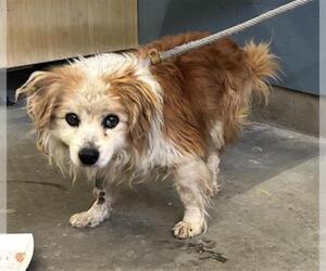 Papillon Dogs for adoption in Camarillo, CA, USA