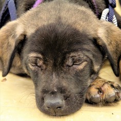 Mutt Dogs for adoption in Evanston, IL, USA