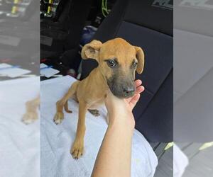 Boxer-Unknown Mix Dogs for adoption in Conroe, TX, USA