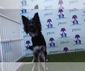 Shollie Dogs for adoption in Orlando, FL, USA