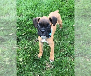Boxer Dogs for adoption in Chambersburg, PA, USA