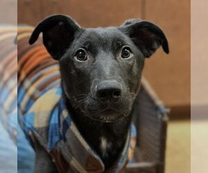 Labrador Retriever-Unknown Mix Dogs for adoption in Canton, CT, USA