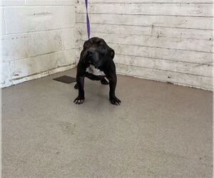 American Pit Bull Terrier-Unknown Mix Dogs for adoption in San Bernardino, CA, USA