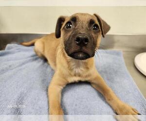 German Shepherd Dog-Unknown Mix Dogs for adoption in Santa Cruz, CA, USA
