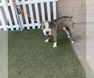 American Pit Bull Terrier Dogs for adoption in Modesto, CA, USA