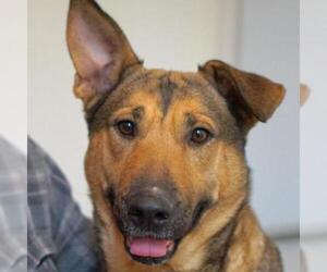 Mutt Dogs for adoption in Madison, WI, USA