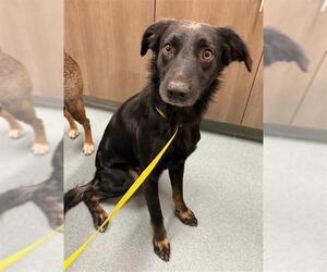 Australian Shepherd-Chihuahua Mix Dogs for adoption in Baytown, TX, USA