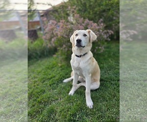 Great Pyrenees Dogs for adoption in Bountiful, UT, USA