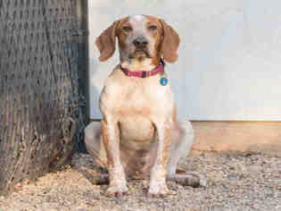 Redbone Coonhound Dogs for adoption in Waterford, VA, USA