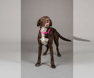 Labrador Retriever-Unknown Mix Dogs for adoption in Belleville, IL, USA